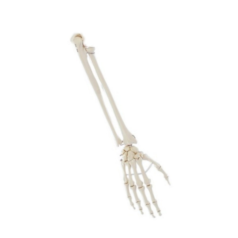 Kézmodell könyökkel 11302