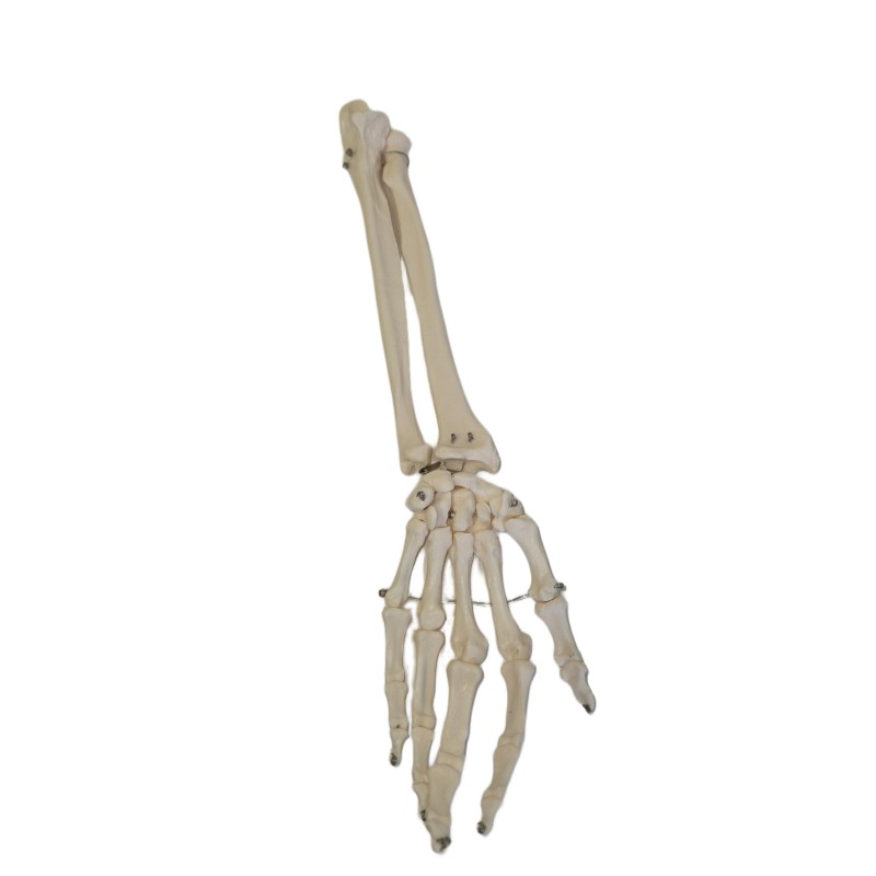 Kézmodell könyökkel 11302