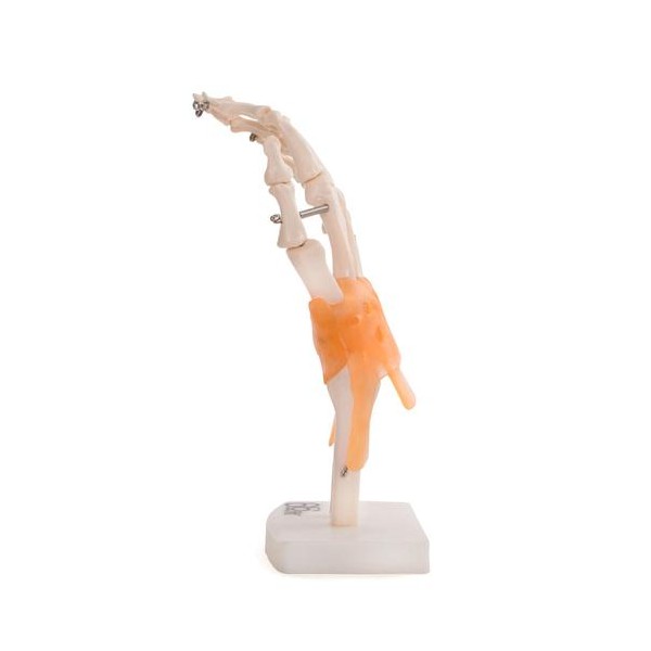 Anatómiai kézmodell 11209-5