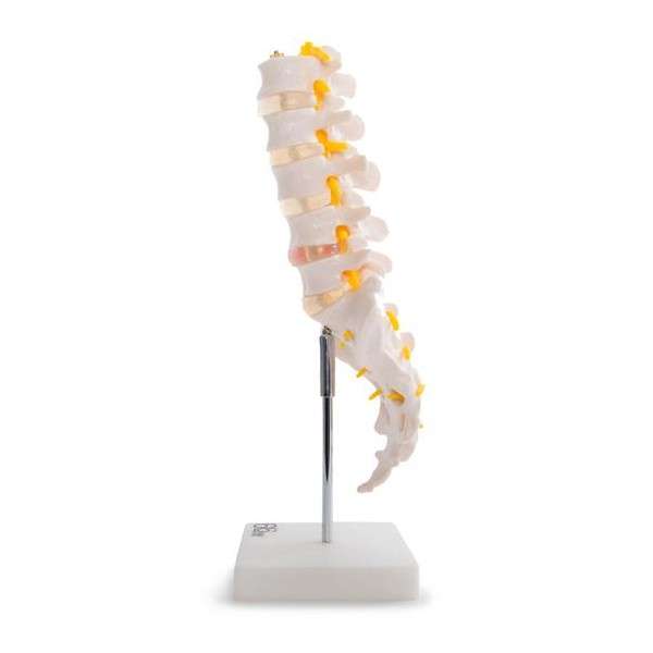 Az ágyéki csigolyák anatómiai modellje keresztcsonttal és nyakszirttel 11104