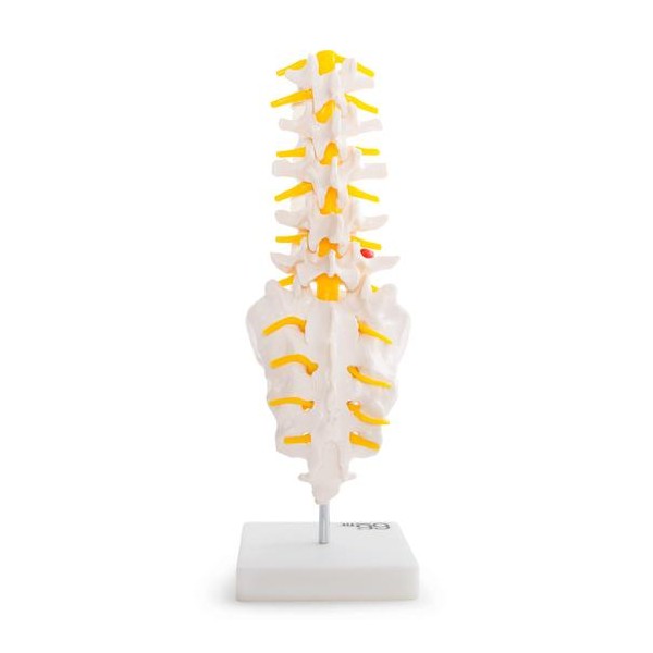 Az ágyéki csigolyák anatómiai modellje keresztcsonttal és nyakszirttel 11104