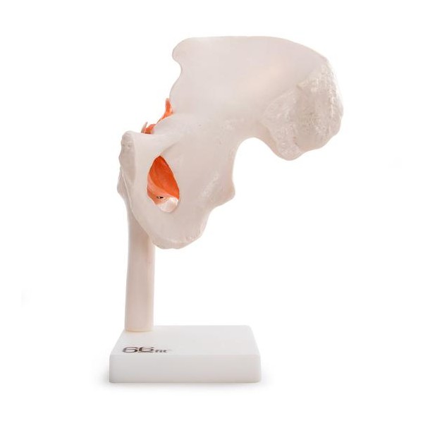 A csípőízület anatómiai modellje 11209-4