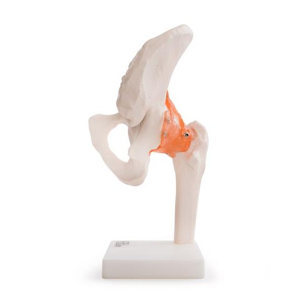 A csípőízület anatómiai modellje 11209-4