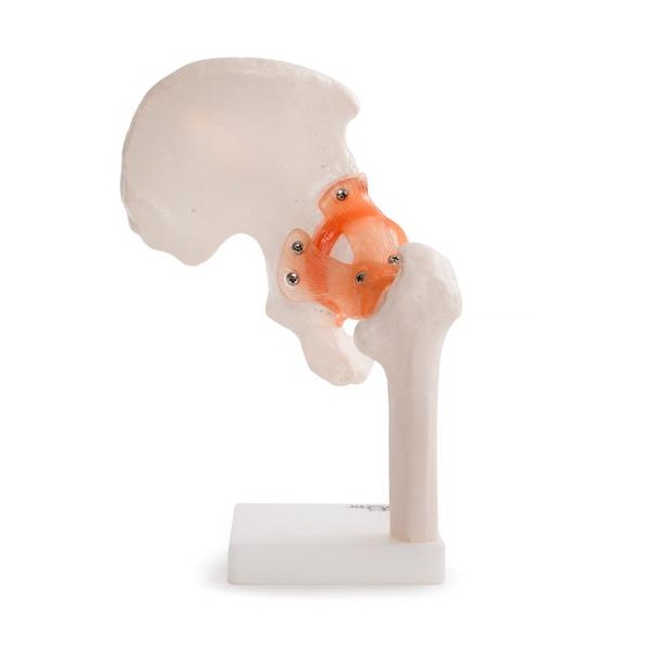 A csípőízület anatómiai modellje 11209-4