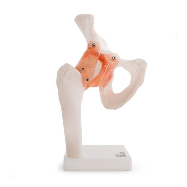 A csípőízület anatómiai modellje 11209-4