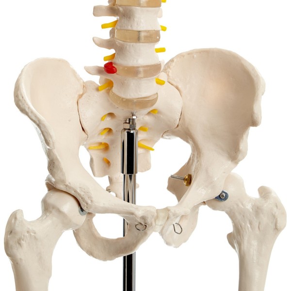 Csontváz modell - 180 cm 11101