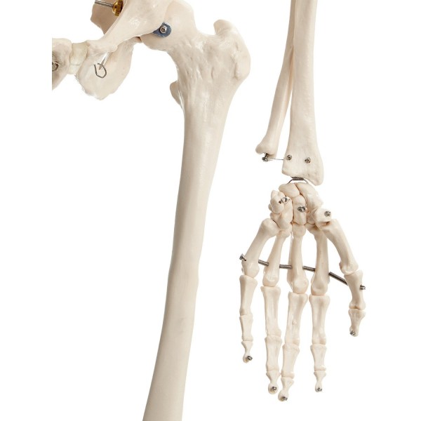 Csontváz modell - 180 cm 11101