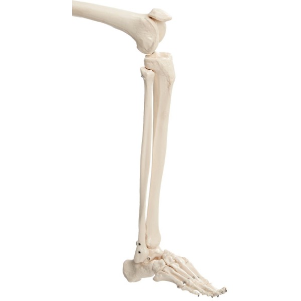 Csontváz modell - 180 cm 11101