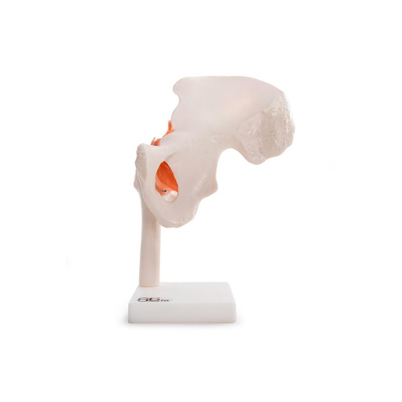 A csípőízület anatómiai modellje 11209-4