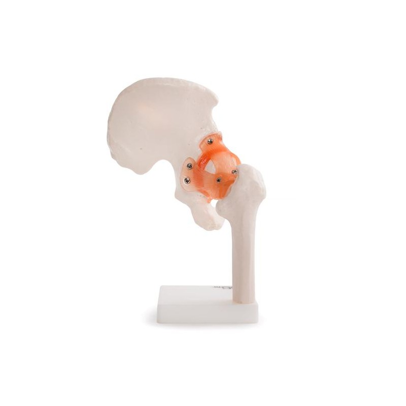 A csípőízület anatómiai modellje 11209-4