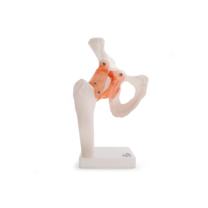 A csípőízület anatómiai modellje 11209-4
