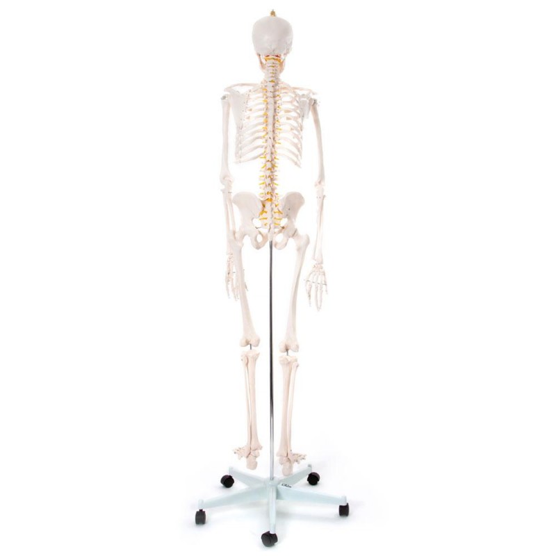 Csontváz modell - 180 cm 11101