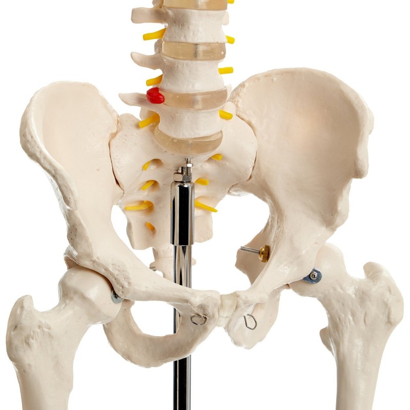 Csontváz modell - 180 cm 11101