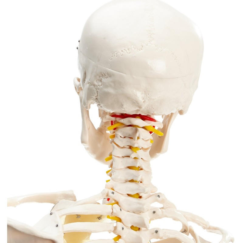 Csontváz modell - 180 cm 11101