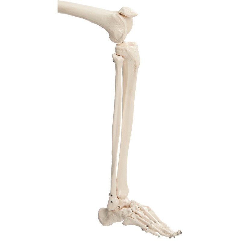 Csontváz modell - 180 cm 11101