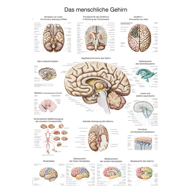 EZ AL114E emberi agy plakát 