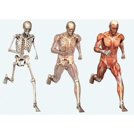 Anatómiai-modellek