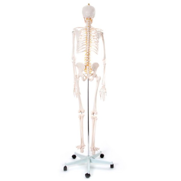 Csontváz - 180 cm 11101