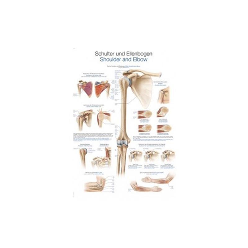 Az emberi váll és könyök - plakát