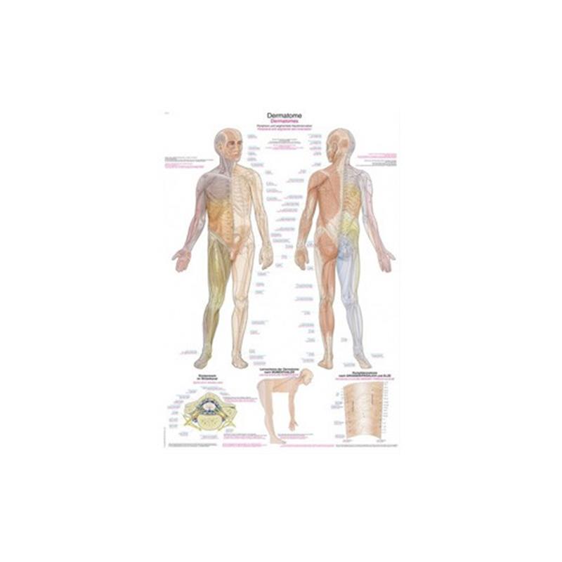 Emberi test - Dermatóma - plakát