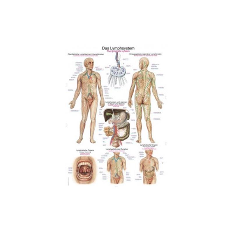 Az ember nyirokrendszere - plakát