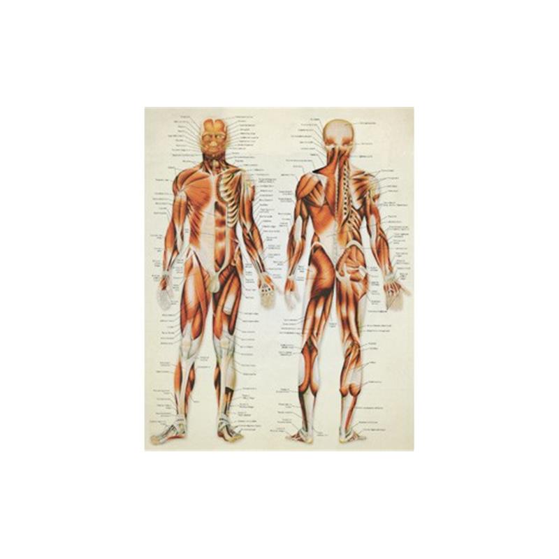 Az ember izomzata - plakát