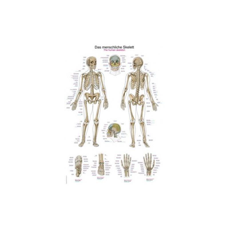 Az emberi csontváz - plakát