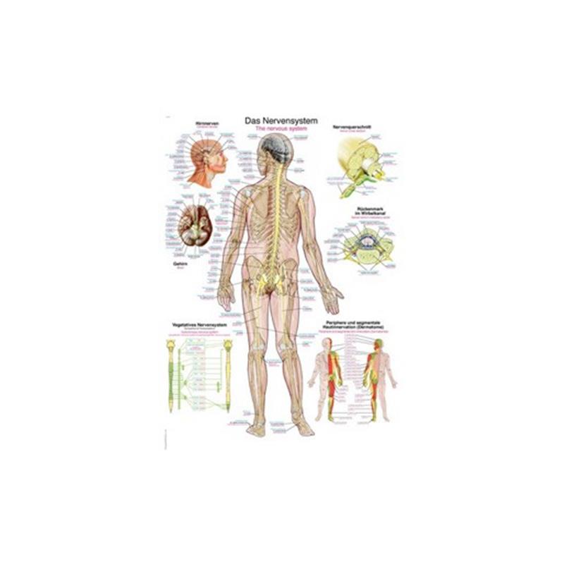 Az ember idegrendszere - plakát