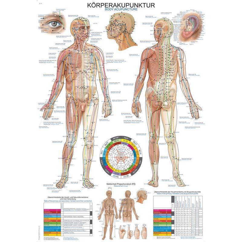 Test akupunktúrás pontjai - plakát