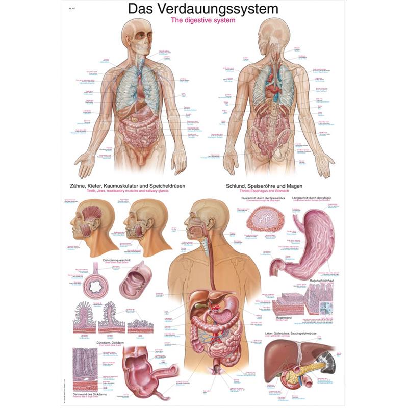 Emésztőrendszer plakát